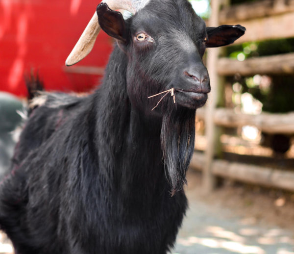 Domestic Goat