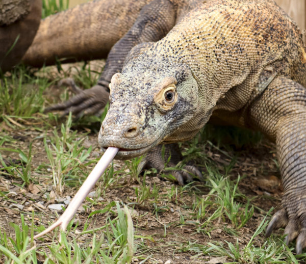 Komodo Dragon