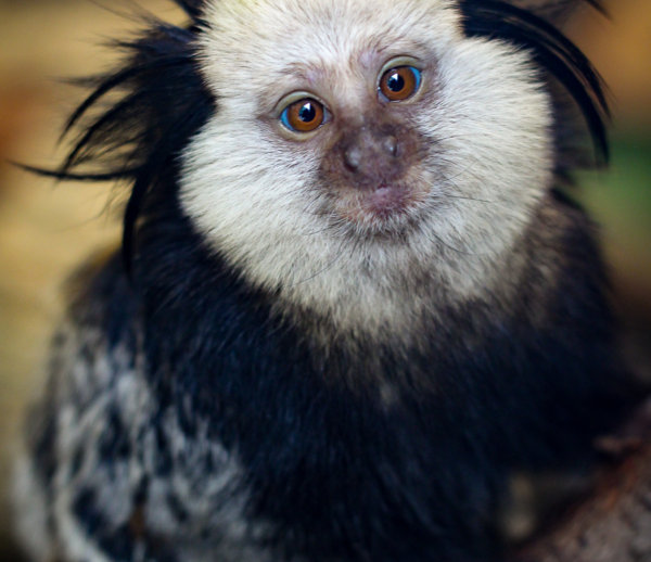 Geoffroy's Marmosets