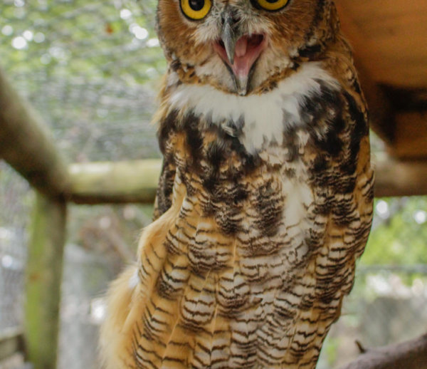 Great Horned Owl