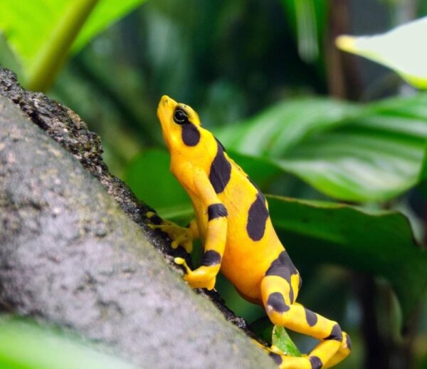 More Forests Animals