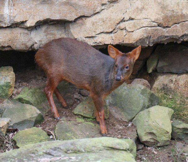 Southern Pudu