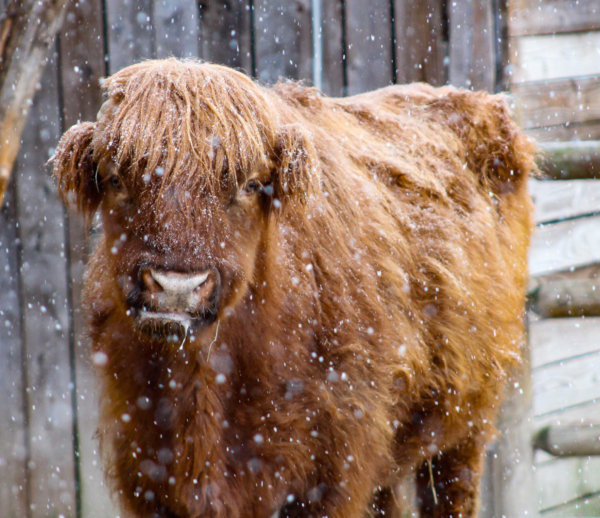Scottish Highland Cow
