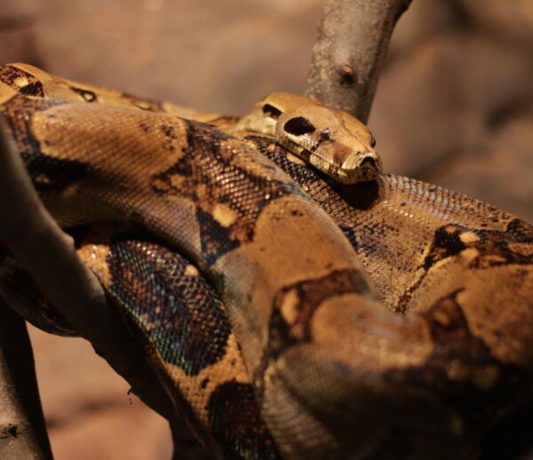 More Corcovado Jungle Animals