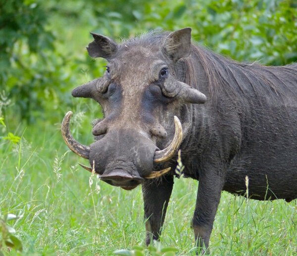 Common Warthog