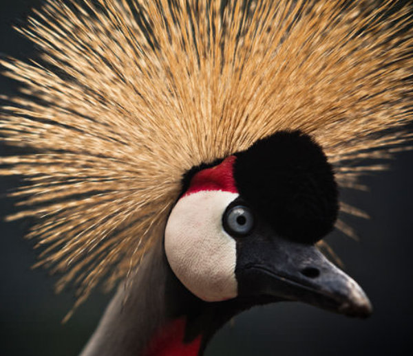 East African Crowned Crane