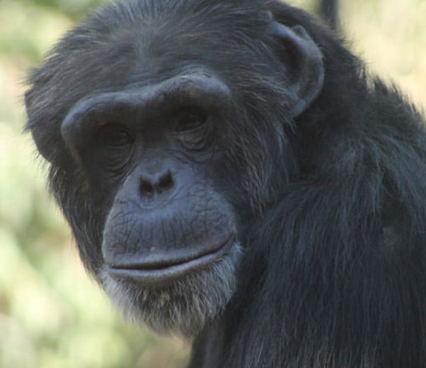 Chimpanzee