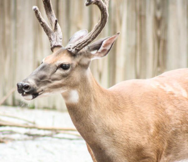 White-tailed Deer