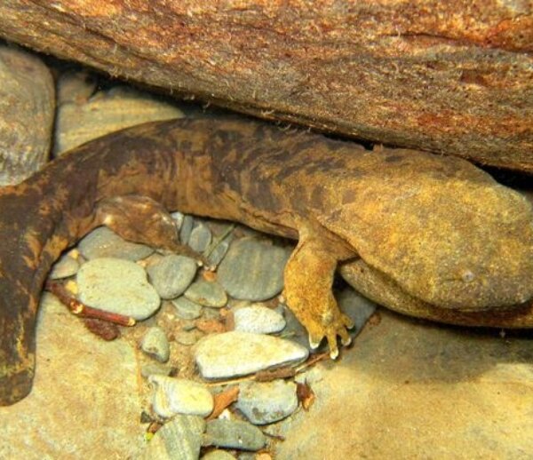 Hellbender