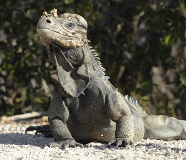Rhinoceros Iguana