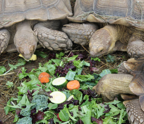 African Spurred Tortoise