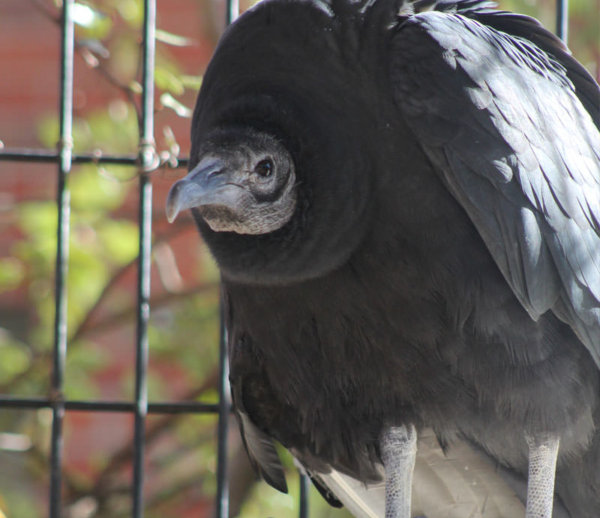 Black Vulture