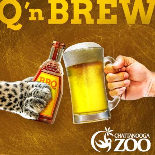 Q 'n Brew