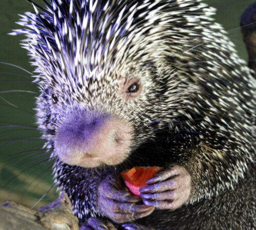 Prehensile Tailed Porcupine
