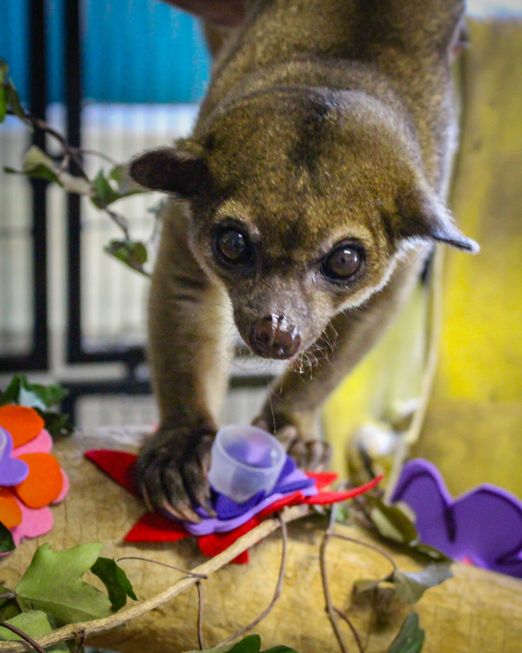 Kinkajou | Chattanooga Zoo