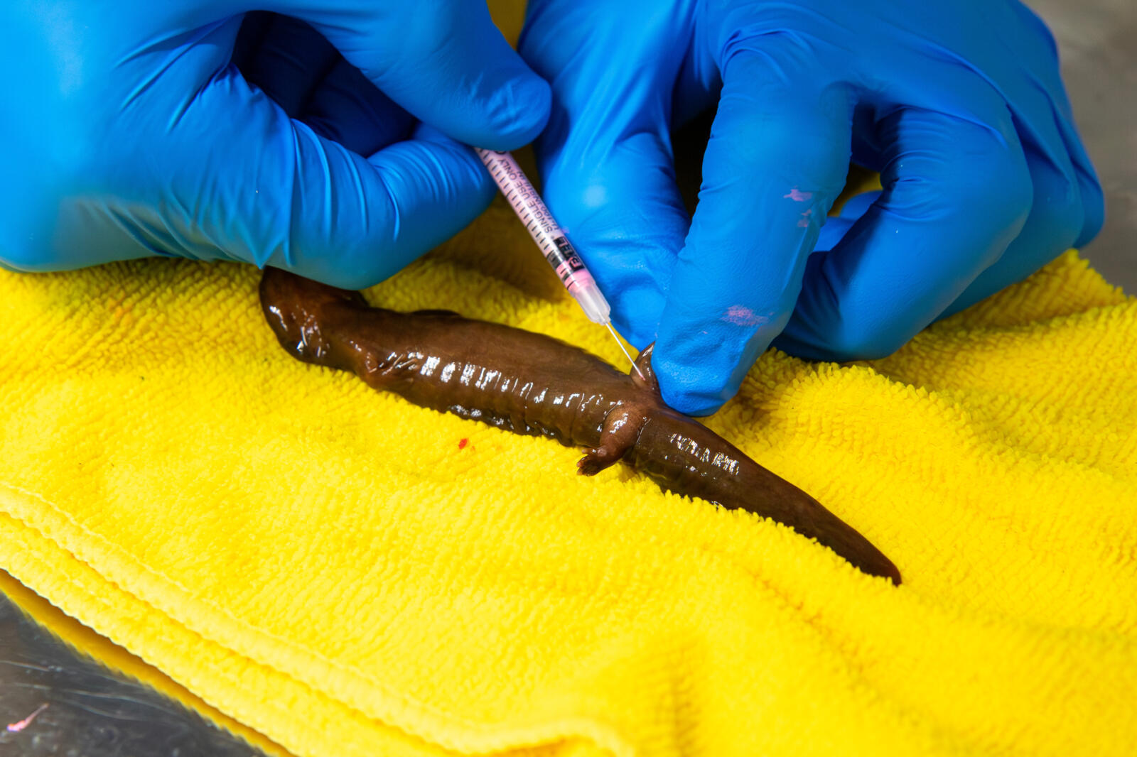 We've reintroduced 64 endangered salamanders to the wild!