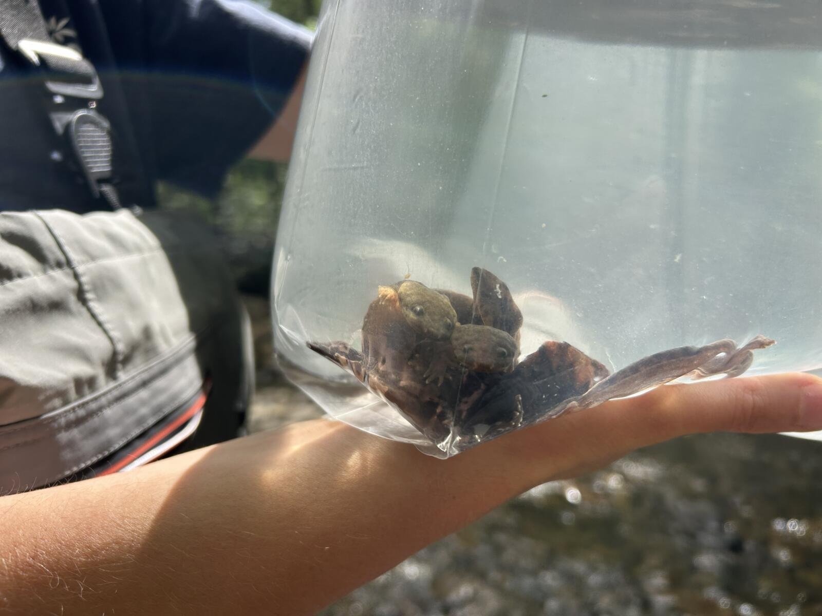 We've reintroduced 64 endangered salamanders to the wild!