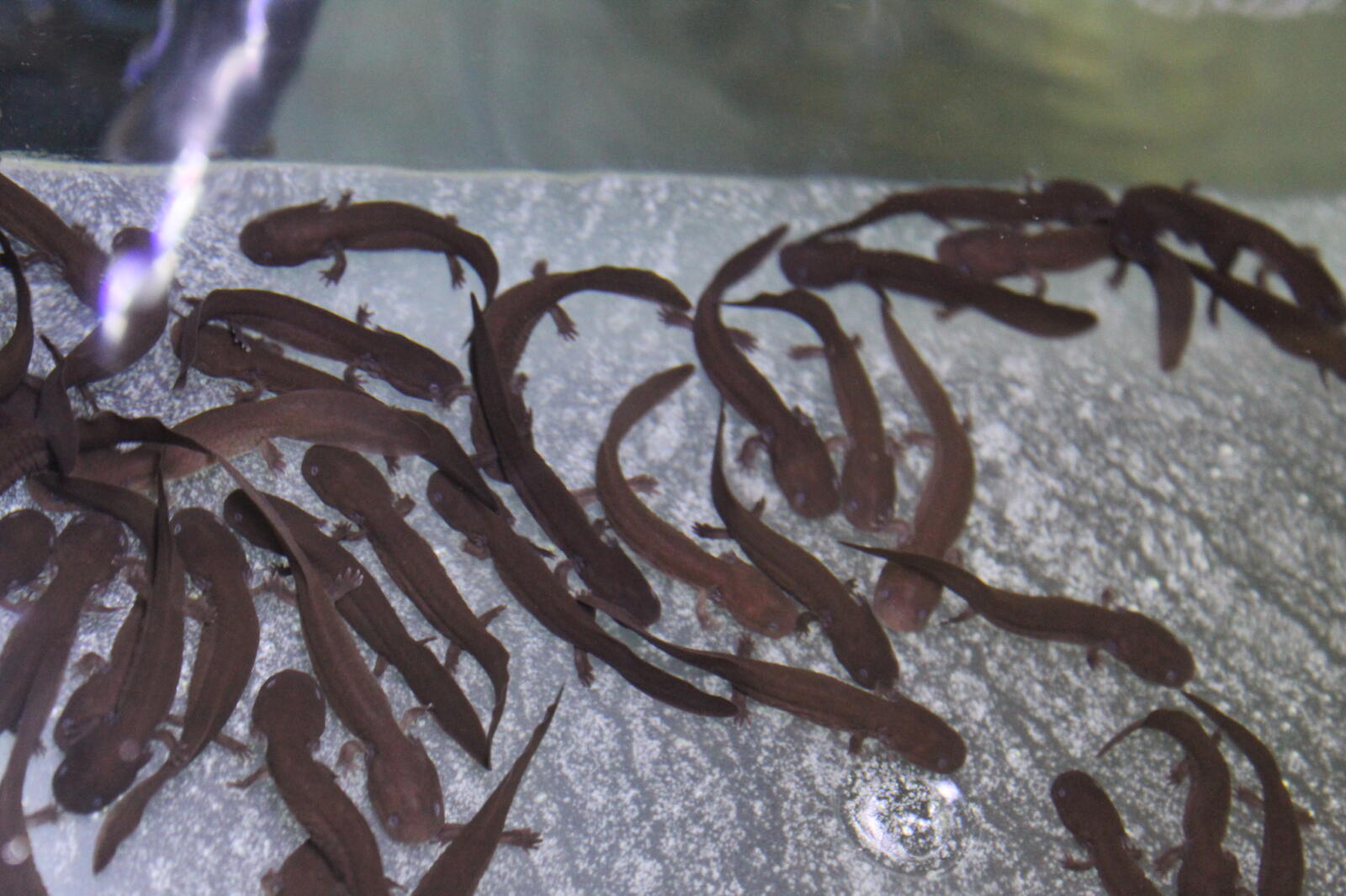 We've reintroduced 64 endangered salamanders to the wild!